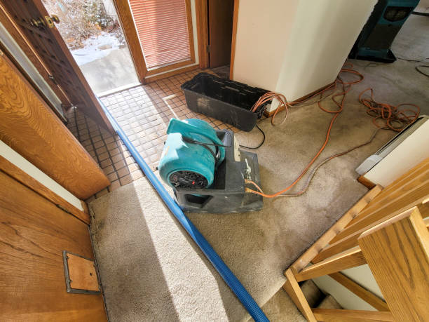 Best Water damage cleanup near me  in Aurora, IN
